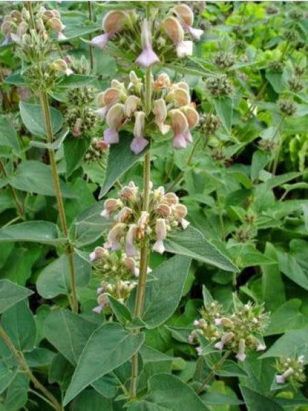 Phlomis samia